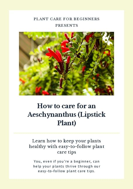 How to care for an Aeschynanthus (Lipstick Plant)