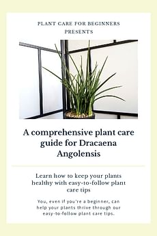 A comprehensive plant care guide for Dracaena Angolensis