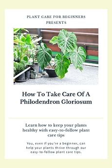 How To Take Care Of A Philodendron Gloriosum