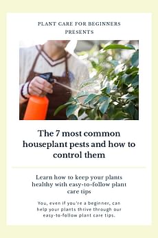 The 7 most common houseplant pests and how to control them