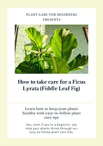 How to take care for a Ficus Lyrata (Fiddle Leaf Fig)