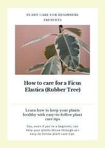 How to care for a Ficus Elastica (Rubber Tree)
