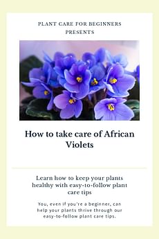 How to take care of African Violets