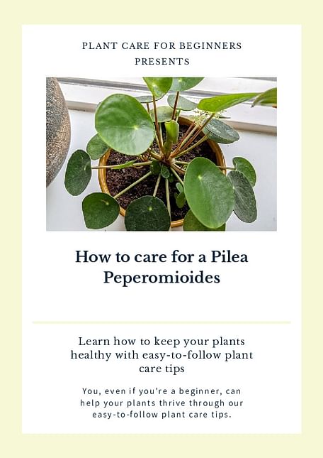 How to care for a Pilea Peperomioides