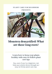 Monstera demystified: What are those longs air roots?