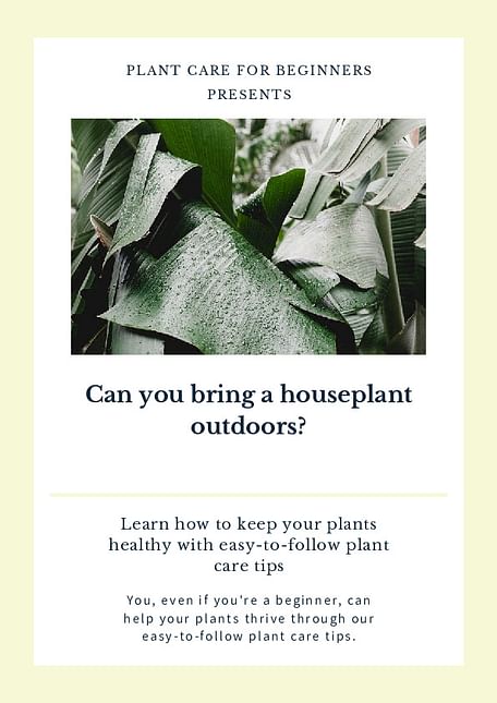 Can you bring a houseplant outdoors?