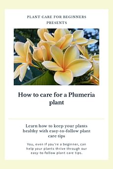 How to care for a Plumeria plant