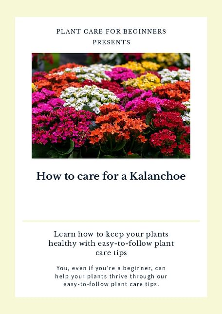 How to care for a Kalanchoe