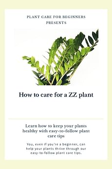 How to care for a ZZ plant