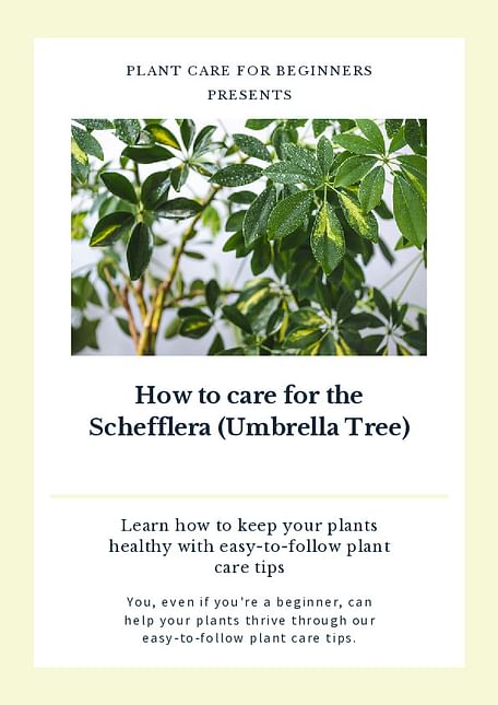 How to care for the Schefflera (Umbrella Tree)