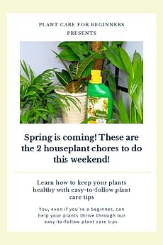 Spring is coming! These are the 2 houseplant chores to do this weekend!