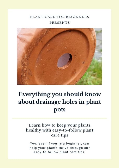 Everything you should know about drainage holes in plant pots