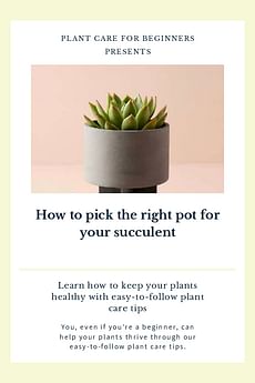 How to pick the right pot for your succulent