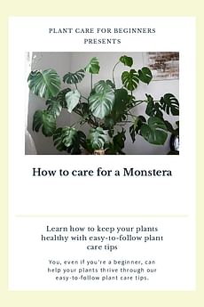 How to care for a Monstera