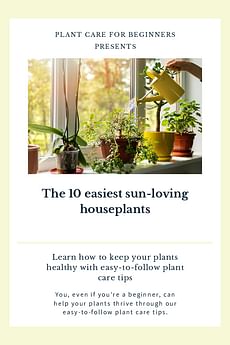The 10 easiest sun-loving houseplants