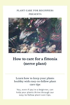 How to care for a fittonia (nerve plant)