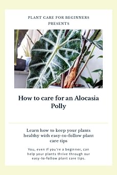 How to care for an Alocasia Polly
