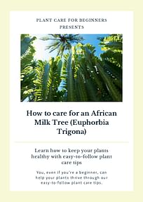 How to care for an African Milk Tree (Euphorbia Trigona)