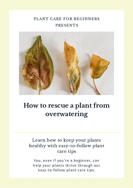 How to rescue a plant from overwatering