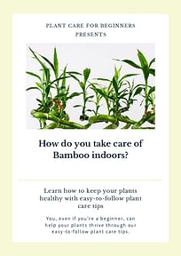 How do you take care of Bamboo indoors?