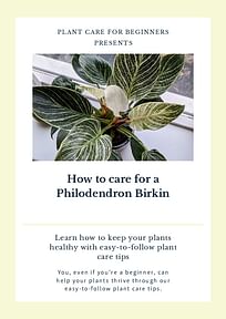 How to care for a Philodendron Birkin