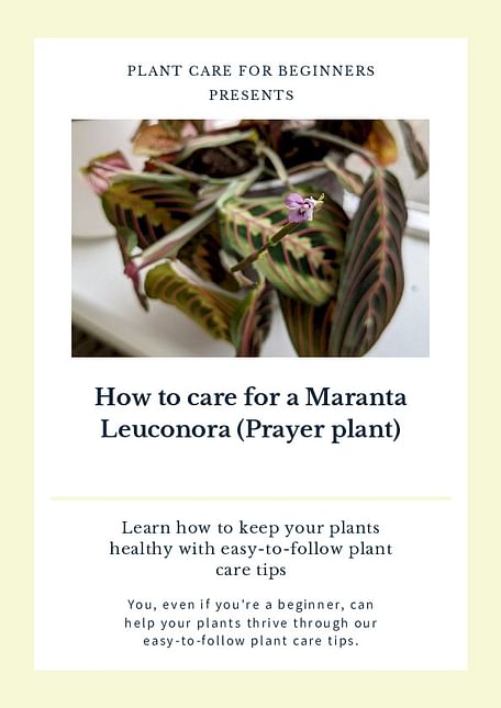 How to care for a Maranta Leuconora (Prayer plant)