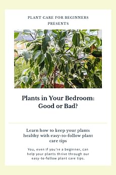Plants in Your Bedroom: Good or Bad?