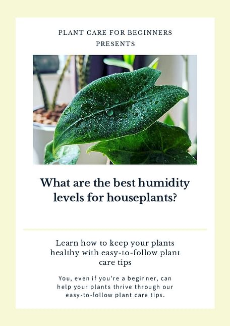 What are the best humidity levels for houseplants?