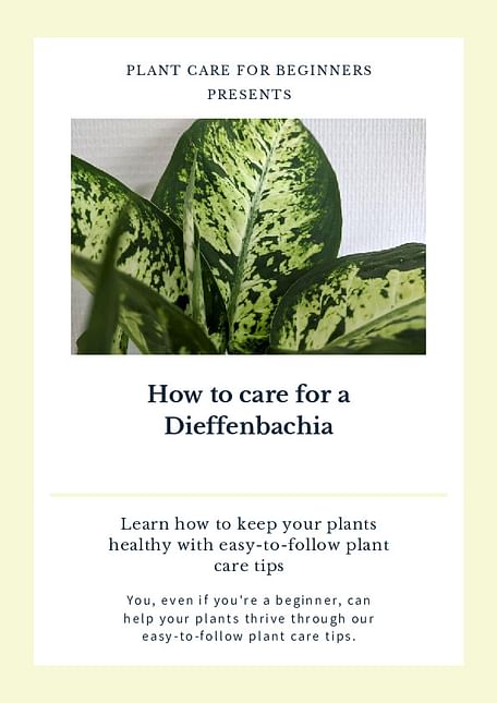 How to care for a Dieffenbachia