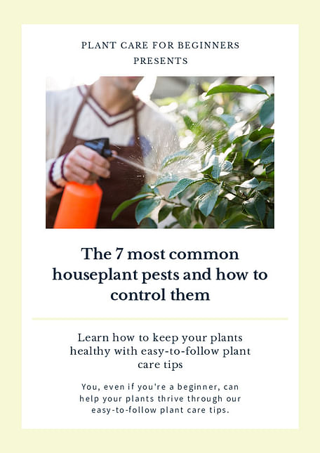 The 7 most common houseplant pests and how to control them