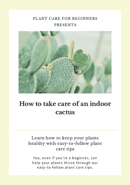 How to take care of an indoor cactus