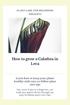 How to grow a Calathea in Leca