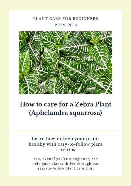 How to care for a Zebra Plant (Aphelandra squarrosa)