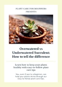 Overwatered vs Underwatered Succulent: How to tell the difference