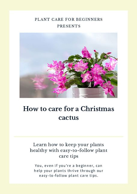 How to care for a Christmas cactus