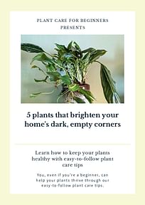 5 plants that brighten your home's dark, empty corners