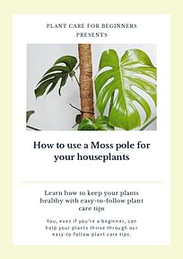 How to use a Moss pole for your houseplants
