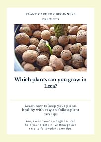 Which plants can you grow in Leca?