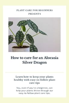 How to care for an Alocasia Silver Dragon