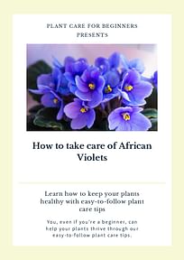 How to take care of African Violets