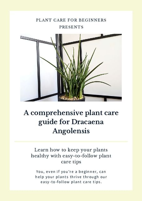 A comprehensive plant care guide for Dracaena Angolensis
