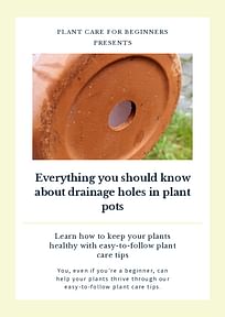 Everything you should know about drainage holes in plant pots