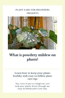 What is powdery mildew on plants?