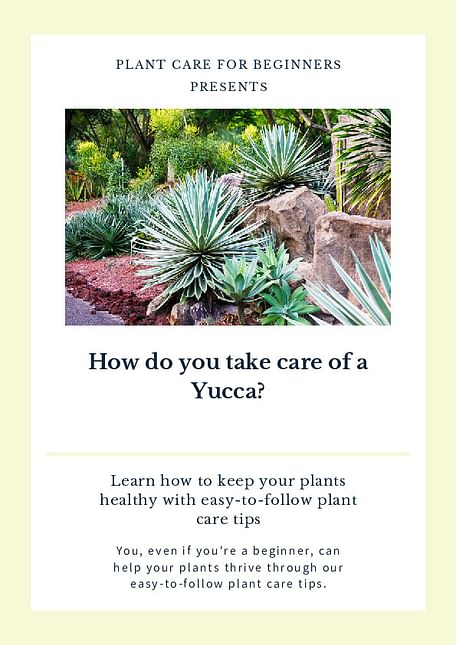How do you take care of a Yucca?