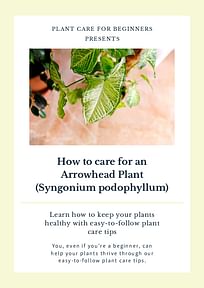 How to care for an Arrowhead Plant (Syngonium podophyllum)