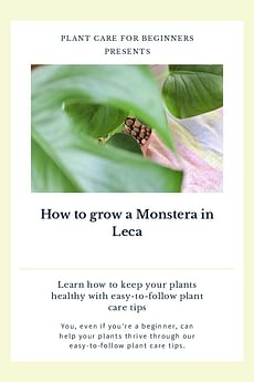 How to grow a Monstera in Leca