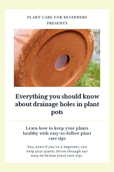 Everything you should know about drainage holes in plant pots