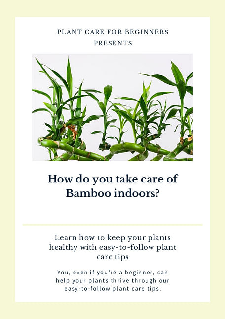How do you take care of Bamboo indoors?