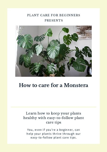 How to care for a Monstera
