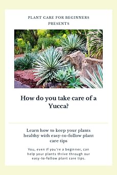 How do you take care of a Yucca?